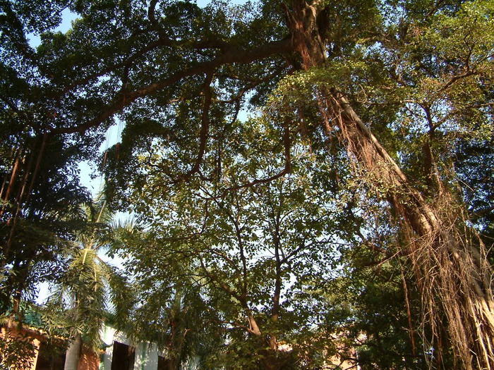 学院建筑 