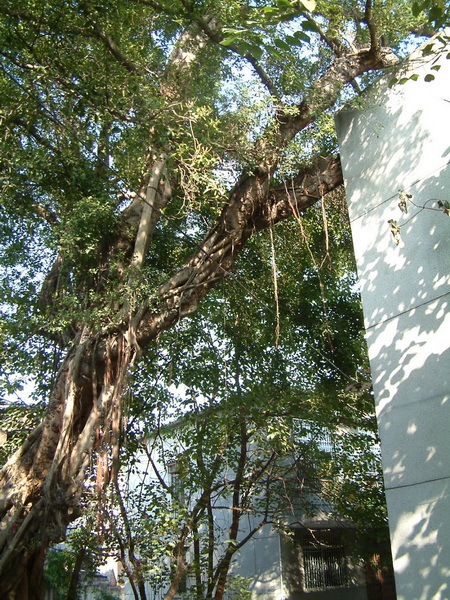 学院建筑 