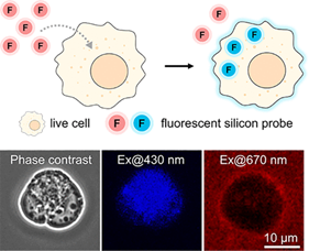 Color-Switchable Nanosilicon Fluorescent Probes