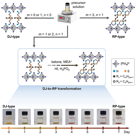 Branched intercalating cations regulate the structural evolution of two-dimensional perovskites